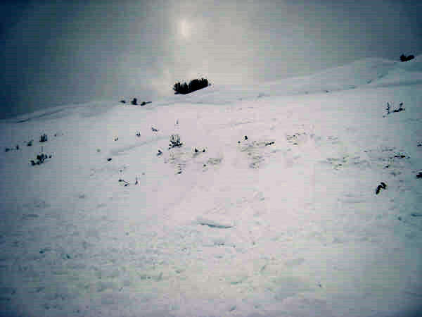 Yellowmule Crown Yellowmule Crown